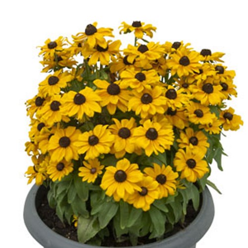 Rudbeckia 'SMILEYZ Sweet Smiley' - Päevakübar 'SMILEYZ Sweet Smiley'